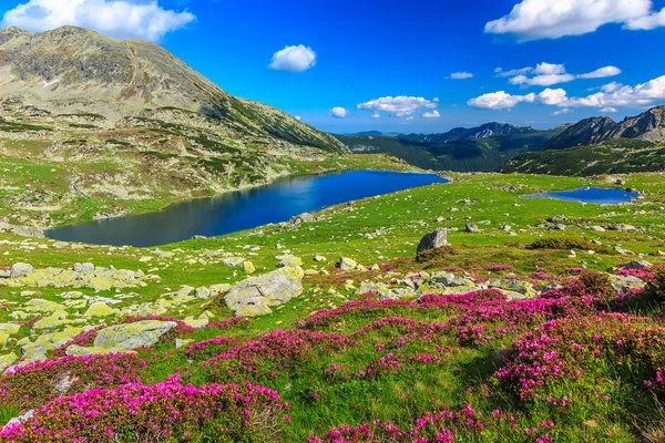 Belles fleurs de rhododendron et lacs de montagne Bucura, montagnes Retezat, Roumanie — Photo