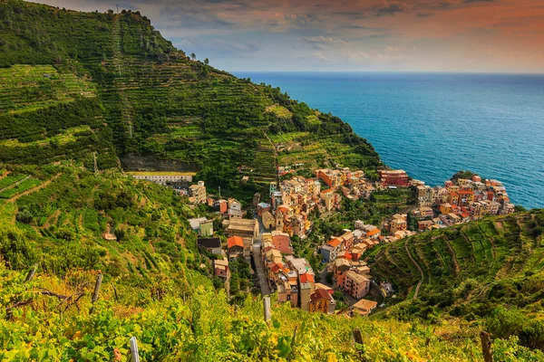 Splendido vigneto e panorama del centro storico di Manarola, Italia, Europa — Foto Stock