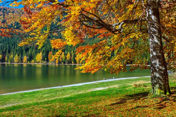 Paisagem de outono com floresta colorida, St Ana Lake, Transilvânia, Romênia — Fotografia de Stock