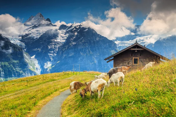 Kozí pastva na alpské zelené pole, Grindelwald, Švýcarsko, Evropa — Stock fotografie