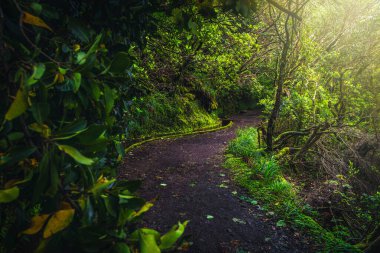 Yeşil ormandaki su kanalı ile geniş ve dolambaçlı levada yürüyüş patikası. Levada do Furado Yolu, Madeira Adası, Portekiz, Avrupa