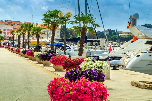 Impressionante flores coloridas e passeio marítimo, Porec, região da Ístria, Croácia, Europa — Fotografia de Stock