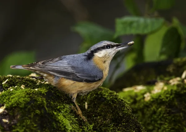 ¡Nuthatch! —  Fotos de Stock