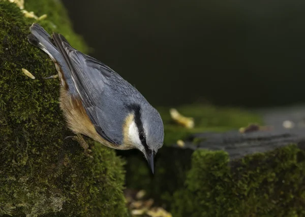 Nuthatch. — Fotografia de Stock