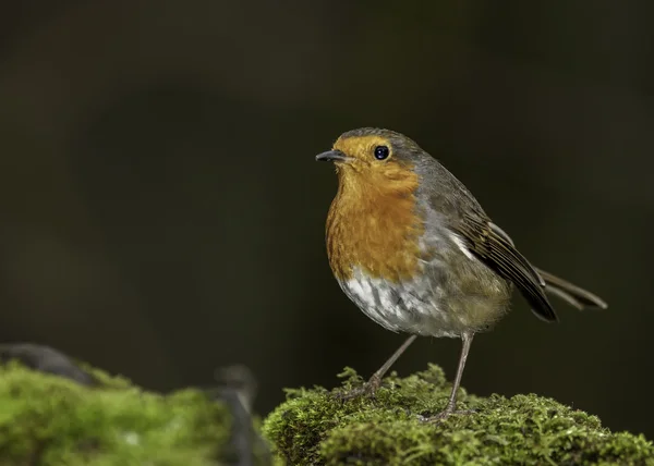 Robin europeo — Foto de Stock