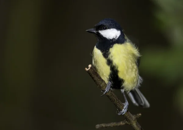 Great Tit — Stock Photo, Image