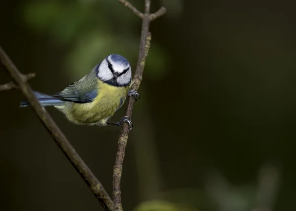 Teta azul — Foto de Stock