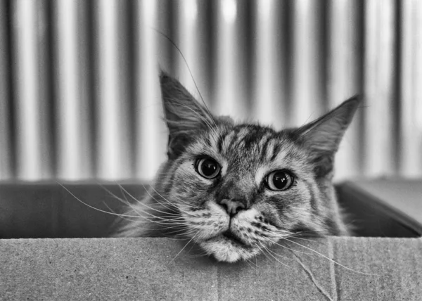 Maine Coon Cat In A Box — Stock Photo, Image