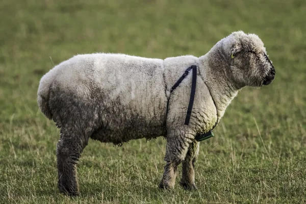 Male Sheep wearing a Breeding Harness — Stock Photo, Image