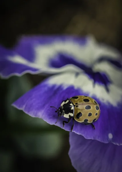 Joaninha em uma flor roxa — Fotografia de Stock