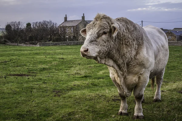 Bull της ξανθιά d'Aquitaine Φωτογραφία Αρχείου