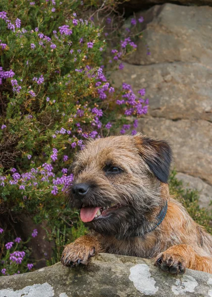 Border Terrier — Stockfoto