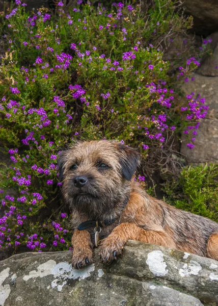 Borderterrier — Stockfoto