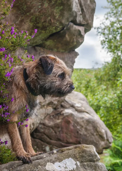 Border Terriër — Stockfoto