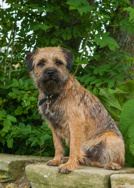 Terrier fronterizo — Foto de Stock