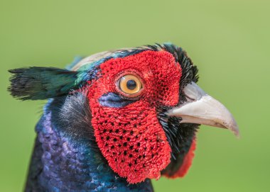 Cock Pheasant