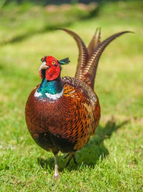 Cock Pheasant clipart