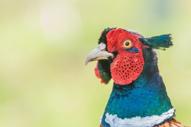 Cock Pheasant