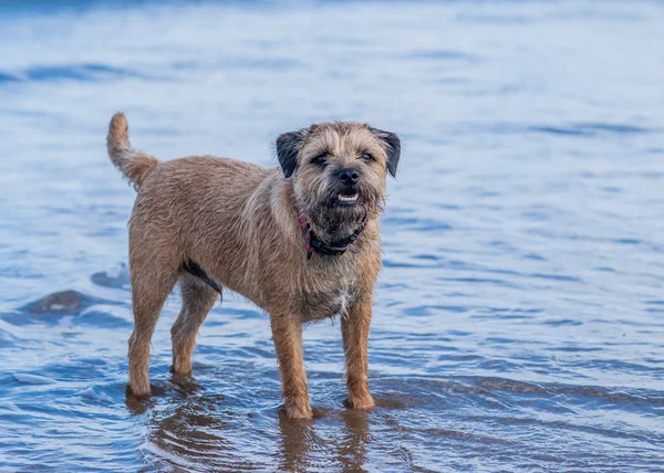 Perro terrier fronterizo — Foto de Stock