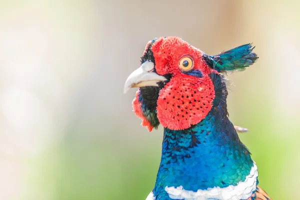 Cock Pheasant — Stok fotoğraf