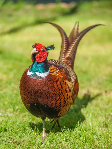 Cock Pheasant — Stok fotoğraf