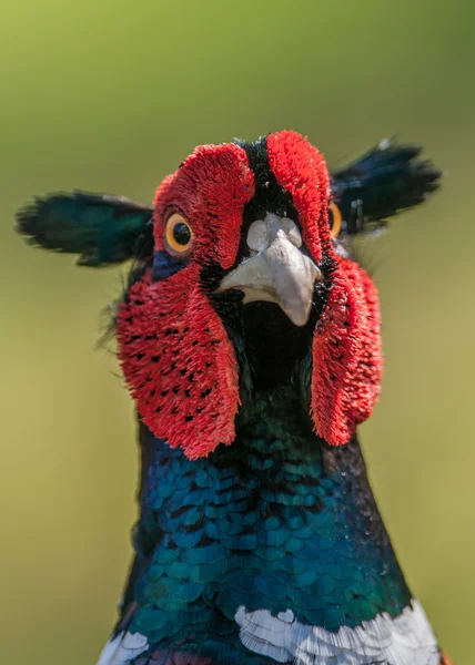 Cock Pheasant — Stock Photo, Image