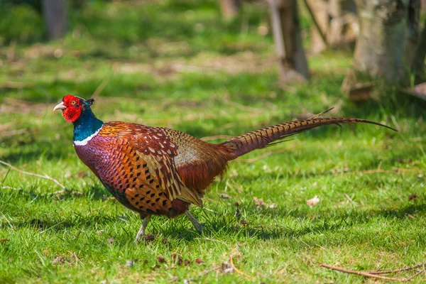 Cock Pheasant — Stok fotoğraf