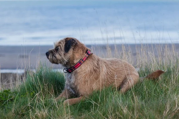 Terrier di confine cane Immagini Stock Royalty Free