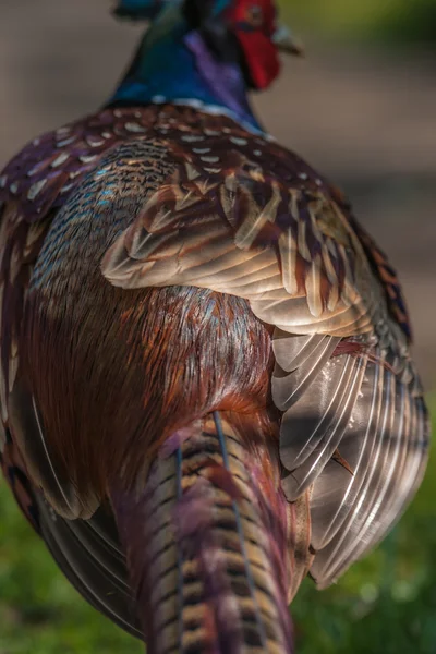 Cock Pheasant Stok Fotoğraf