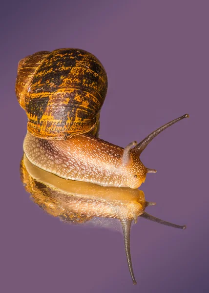 Gemeenschappelijke tuin slak: Cornu Aspersum — Stockfoto