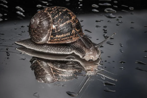 Gemeenschappelijke tuin slak: Cornu Aspersum — Stockfoto