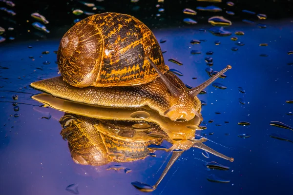 常见园林蜗牛: 羚羊角 Aspersum 图库图片