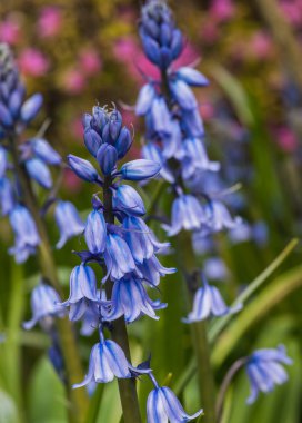 Bluebell çiçekler