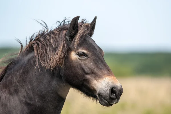 Potro salvaje de exmoor —  Fotos de Stock