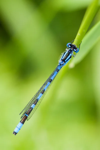 Libelinha azul masculina: Enallagma cyathigerum — Fotografia de Stock