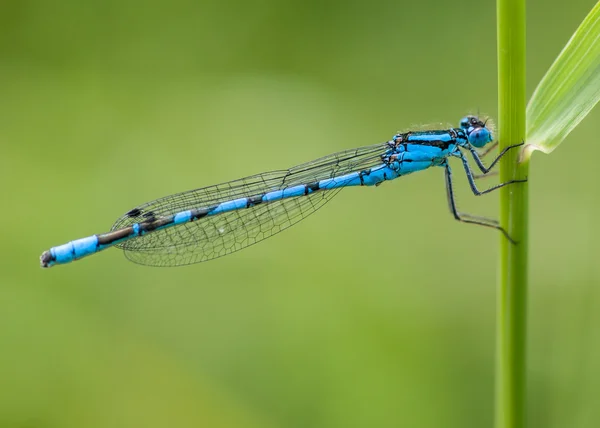 Libelinha azul masculina: Enallagma cyathigerum — Fotografia de Stock