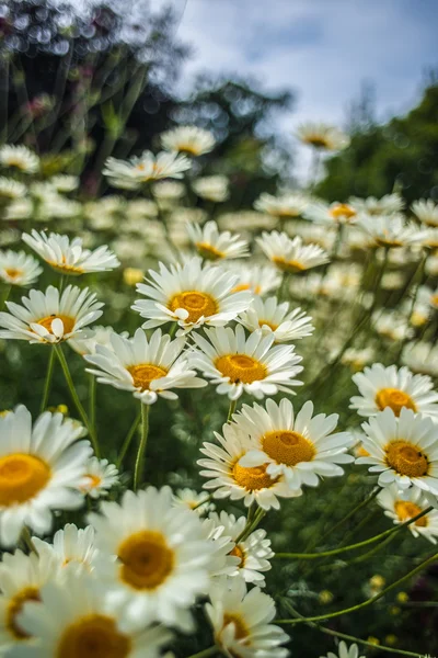 화이트 데이지 (chamomiles) 스톡 사진