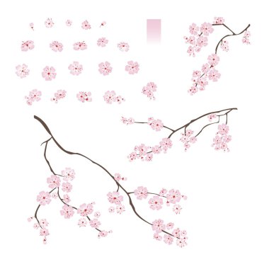 Çiçekli kirazlı sakura. Çeşitli çiçek tomurcukları seti beyaz arkaplanda izole edilmiş gradyan vektör çizimi.