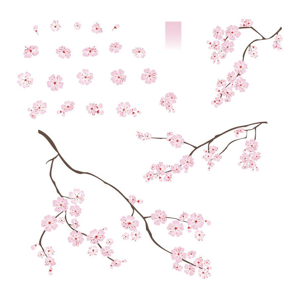 Blooming cherry sakura. Set of varied flowers buds branches gradient vector illustration isolated on white background.