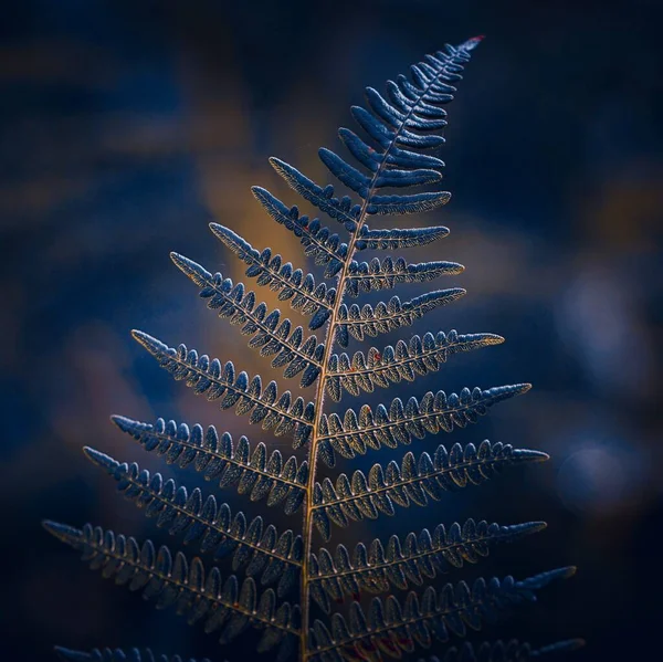 Varen Blad Natuur Het Najaar — Stockfoto