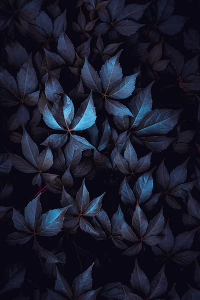Blauwe Plant Bladeren Het Najaar Blauwe Achtergrond — Stockfoto