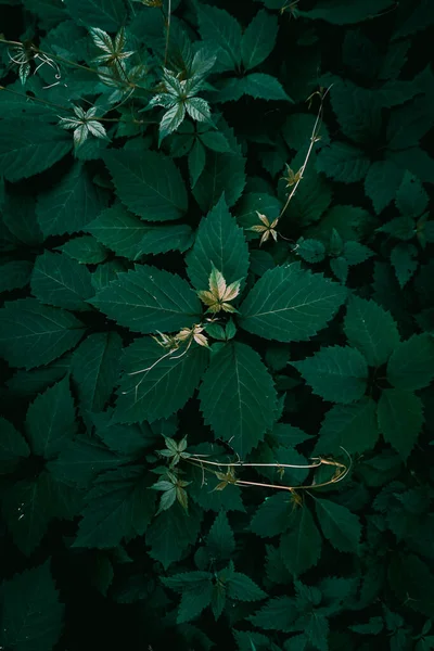 Green Plant Leaves Autumn Season Green Background — Stock Photo, Image