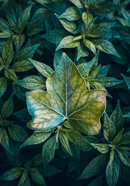 Green Plant Leaves Autumn Season Green Background — Stock Photo, Image