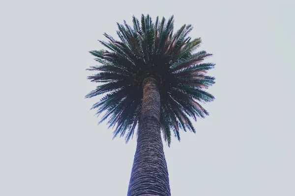 Palmera Temporada Otoño Clima Tropical — Foto de Stock