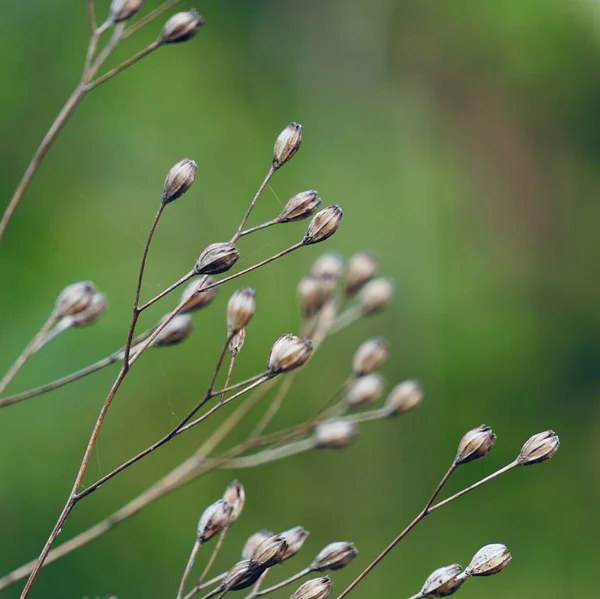 Plante Fleurs Sèches Dans Nature Automne — Photo