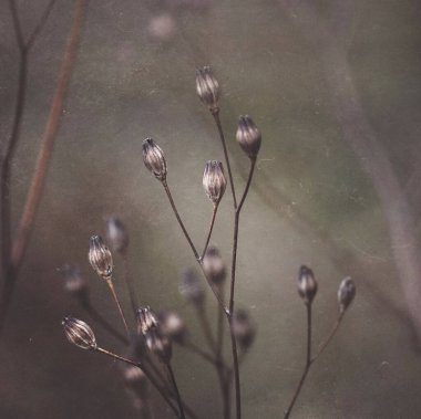                                 Sonbaharda doğada kahverengi kurak bitkiler  