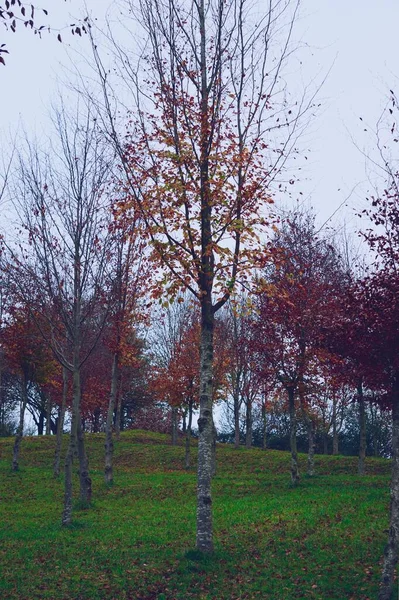 Árvores Com Folhas Marrons Vermelhas Temporada Outono — Fotografia de Stock