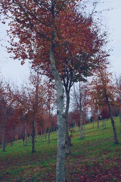 Stromy Hnědými Červenými Listy Podzimním Období — Stock fotografie
