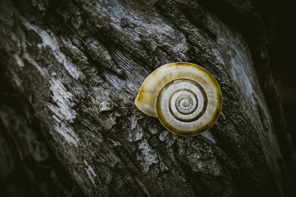 Pequeño Caracol Tronco Naturaleza Temporada Otoño — Foto de Stock