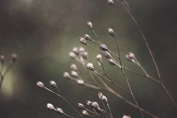 Brown Dry Flower Plants Nature Autumn — Stock Photo, Image